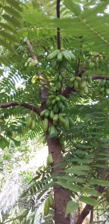 فندق Pousada Aldeia De مورير المظهر الخارجي الصورة